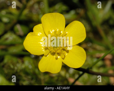 Ranunculus flammula, Spearwort moindre Banque D'Images