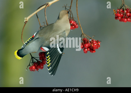Jaseur boréal Bombycilla garrulus Banque D'Images