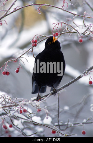 Turdus merula Blackbird Banque D'Images