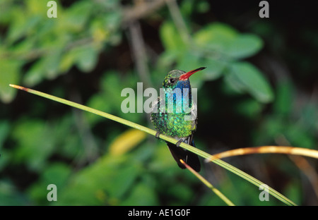 Large-billed hummingbird (Cynanthus latirostris), seul animal, assis sur une branche, Arizona, USA Banque D'Images