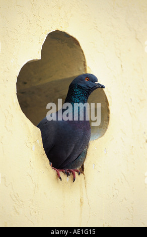 Feral pigeon biset (Columba livia), seul animal, à la recherche d'un trou dans le mur, l'Inde, Rajasthan Banque D'Images