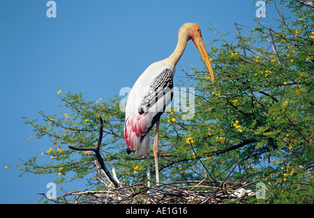 Stork (Mycteria leucocephala peint, Ibis leucocephalus), oiseau seul, debout sur le nid, l'Inde, Rajasthan, Keoladeo-Ghana Banque D'Images