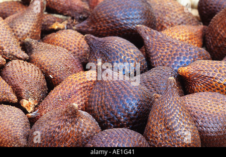 Salak Salacca, Snakefruit (edulis), fruits Banque D'Images