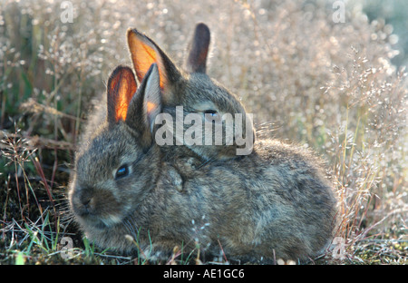 Lapin de garenne (Oryctolagus cuniculus), deux jeunes animaux sur un pré, l'Allemagne, Rhens Banque D'Images