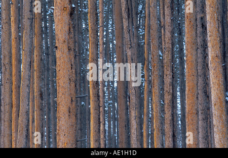 Le pin noir, le pin tordu, port pin (Pinus contorta), troncs, USA Banque D'Images