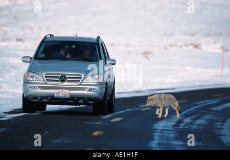 Le coyote (Canis latrans), croisement route de campagne, USA Banque D'Images