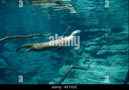 La loutre d'Amérique du Nord, la loutre (Lutra canadensis), plongée sous-marine Banque D'Images