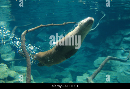 La loutre d'Amérique du Nord, la loutre (Lutra canadensis), plongée sous-marine Banque D'Images