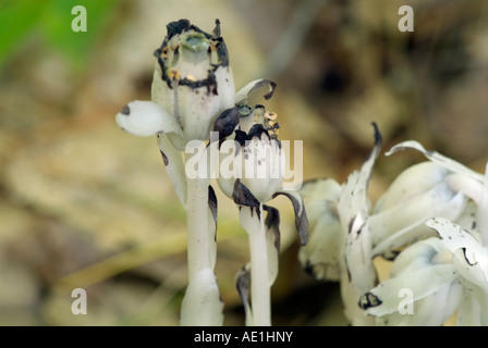 Indian Pipe Monotropa uniflora- -dans une forêt de la Nouvelle-Angleterre Banque D'Images