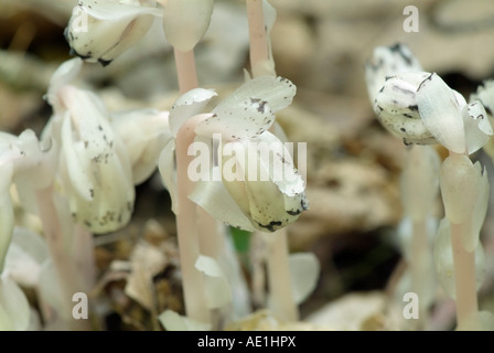 Indian Pipe Monotropa uniflora- -dans une forêt de la Nouvelle-Angleterre Banque D'Images