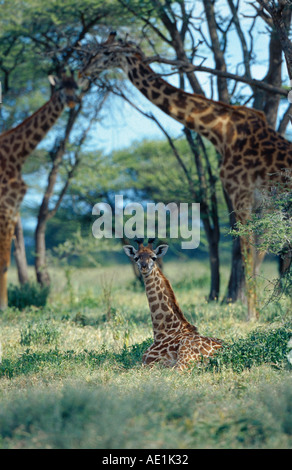 Les Masais Girafe (Giraffa camelopardalis tippelskirchi), les jeunes se trouvant dans les savanes, Tanzanie Banque D'Images