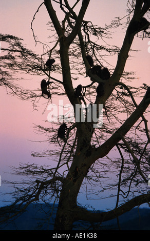 Babouin jaune, Savannah, babouin babouin olive anubius, le babouin (Papio cynocephalus Papio Anubis Anubis), groupe à l'arbre, dormir Banque D'Images