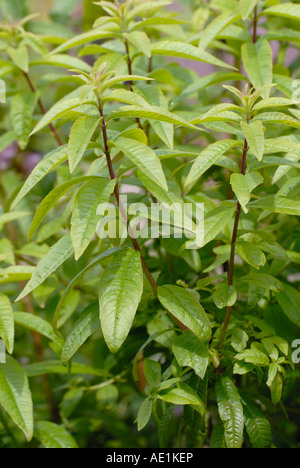 La Verveine Aloysia triphylla Banque D'Images