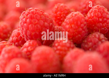 Raspeberries exposés à la vente Banque D'Images