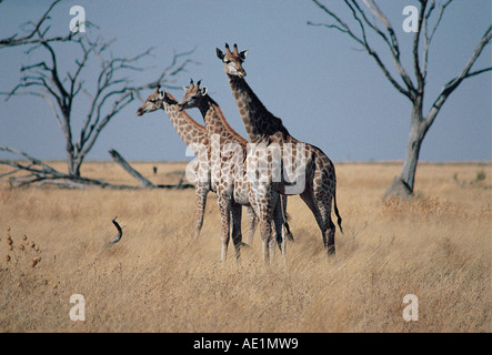 Trois ou dans le sud de la Commune près de la girafe Savuti au sud sur le Parc National de Chobe au Botswana Afrique du Sud Banque D'Images