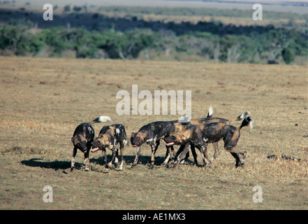 Les chiens sauvages africains saluent avant une chasse Masai Mara National Reserve Kenya Afrique de l'Est Banque D'Images