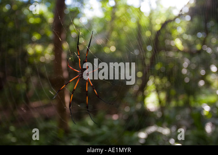 Spider Palm géant l'île de La Digue aux Seychelles Banque D'Images