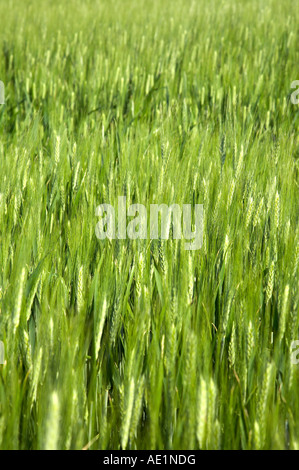 Champ de blé Banque D'Images