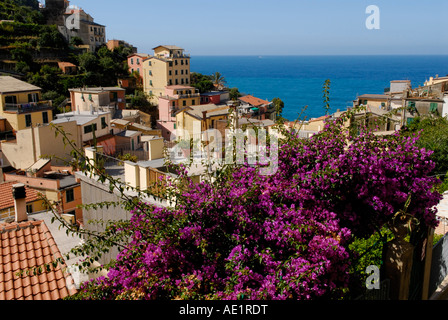 Riomaggiore, Cinque Terre, avec la lumière du matin et de fleurs, high angle view Banque D'Images