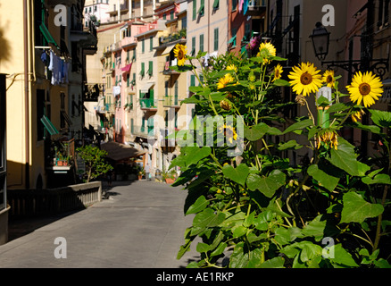Rue, bordée de fleurs, 'Morning light', Riomaggiore, Cinque Terre, Italie Banque D'Images