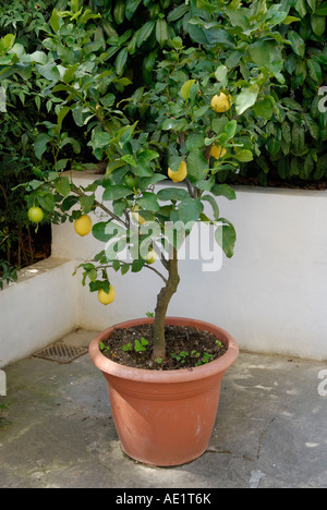 Agrumes citron sp arbre, Florence Italie Banque D'Images