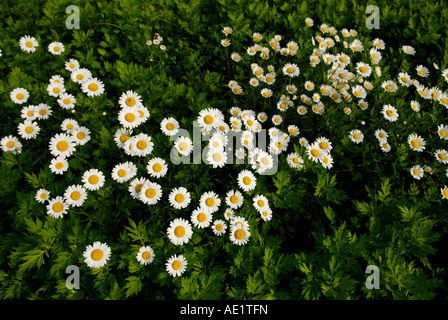 Marguerites Leucanthemum vulgare Oxeye Sterling Forest New York Banque D'Images