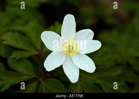 , Anemone nemorosa anémone des bois. English woodland Banque D'Images