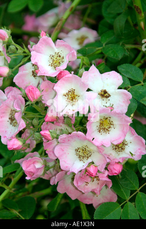 ROSA KEW RAMBLER Banque D'Images