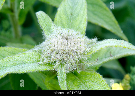 INULA HOOKERI FLOWER BUD Banque D'Images