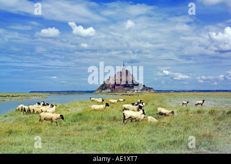 Des moutons paissant en face du Mont St-Michel, mont Normandie France Banque D'Images