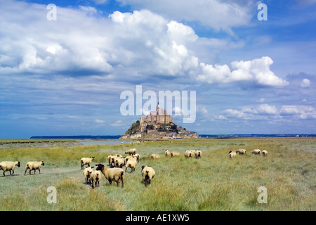 Des moutons paissant en face du Mont St-Michel, mont Normandie France Banque D'Images