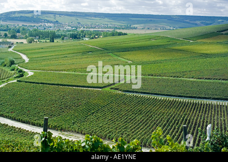 Vignobles près Epernay, Champagne, France Banque D'Images