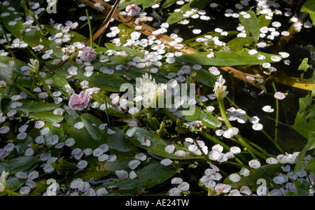 Printemps tombé cherry blossom flotte sur un étang. Banque D'Images