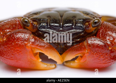 Crabe Rouge, Rouge griffé du crabe, crabe de mangrove Banque D'Images