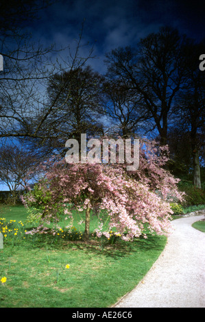 Le printemps dans le parc Banque D'Images