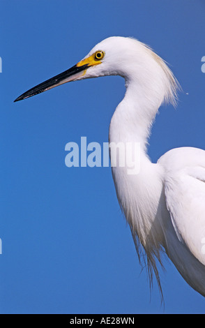 Aigrette neigeuse Egretta thula hot Lake Corpus Christi Texas USA Mai 2003 Banque D'Images