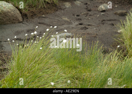 Eriophorum virginicum Linaigrette-- durant les mois d'été sur le côté de Star Lake dans les Montagnes Blanches du New Hampshire Banque D'Images