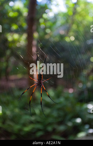 Spider Palm géant l'île de La Digue aux Seychelles Banque D'Images