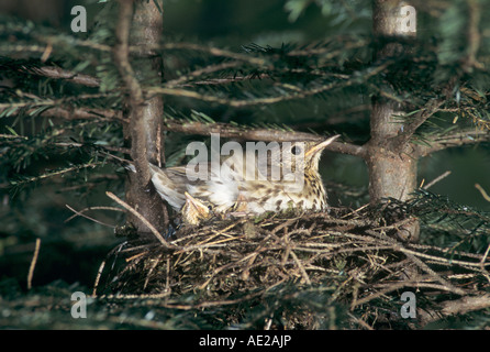 Grive musicienne Turdus philomelos en nid avec de jeunes adultes à spruce Unteraegeri Suisse Juin 1995 Banque D'Images