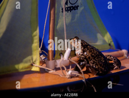 Un jouet à grenouille bateau à voile avec voiles jaune Banque D'Images