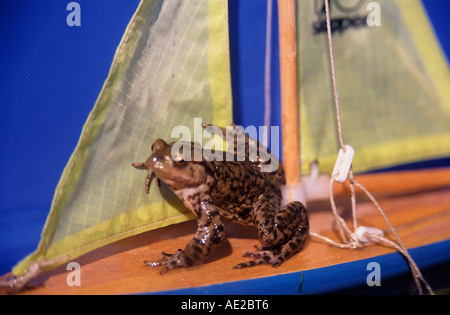 Un jouet à grenouille bateau à voile avec voiles jaune Banque D'Images