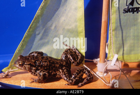 Un jouet à grenouille bateau à voile avec voiles jaune Banque D'Images