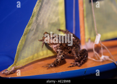 Un jouet à grenouille bateau à voile avec voiles jaune Banque D'Images