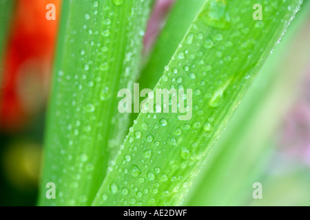 Les feuilles avec des gouttelettes de jacinthe Hyacinthus hybr. Banque D'Images