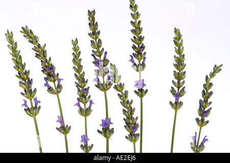 La lavande Lavandula sp. Banque D'Images