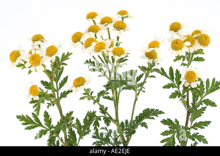 Grande camomille Chrysanthemum parthenium Banque D'Images