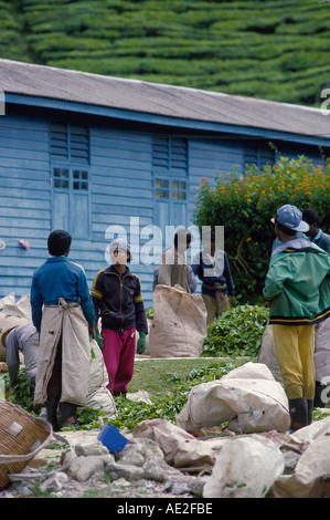 La plantation de thé BOH Asie MALAISIE CÔTE OUEST Côte ouest de la péninsule de Malaisie Banque D'Images