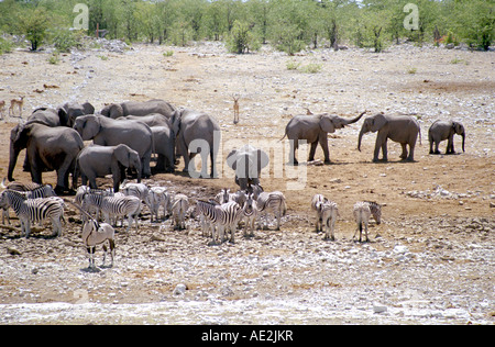 Troupeau d'éléphants, zèbres, springboks et d'oryx à un point d'eau dans le parc national d'Etosha, Namibie. Banque D'Images