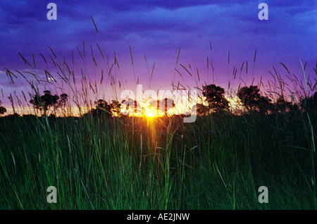 Un beau lever de soleil à travers les hautes herbes sur safari dans le delta de l'Okavango au Botswana, l'Afrique. Banque D'Images