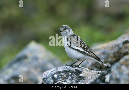 Bruant des neiges Plectrophenax nivalis femme Gednjehogda La Norvège Juin 2001 Banque D'Images